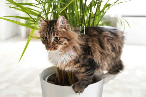 Adorable Gato Jugando Con Houseplant Suelo Casa — Foto de Stock