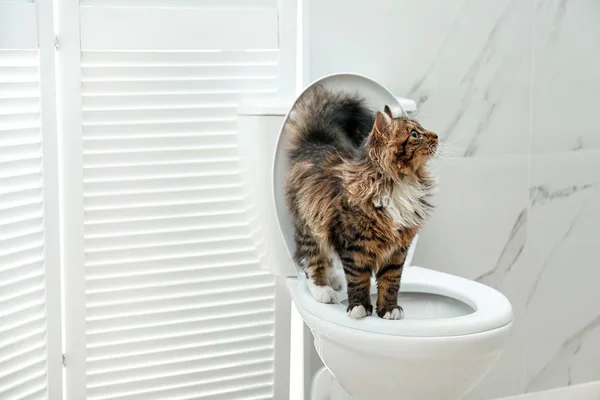 Gato Bonito Vaso Sanitário Banheiro — Fotografia de Stock