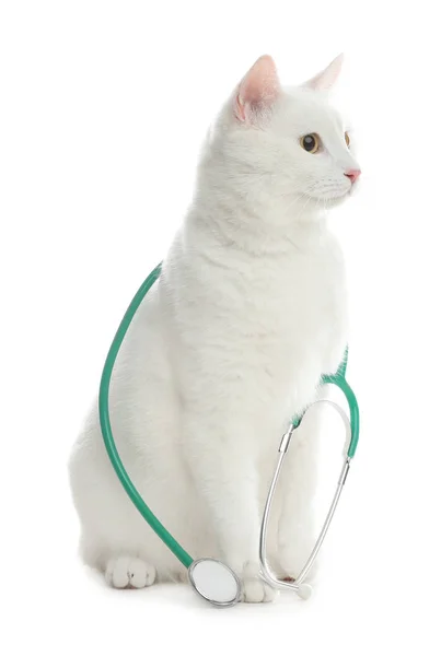 Cute Cat Stethoscope Veterinarian White Background — Stock Photo, Image
