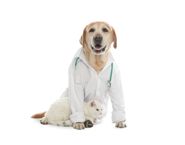 Carino Cane Labrador Uniforme Con Stetoscopio Come Veterinario Gatto Sfondo — Foto Stock