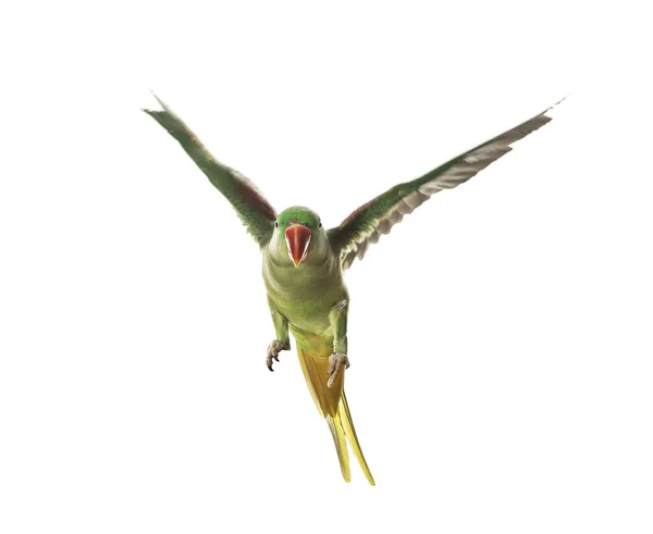 Gyönyörű Alexandrin Papagáj Repül Elszigetelt Fehér — Stock Fotó
