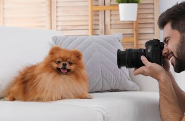 Profesyonel hayvan fotoğrafçısı evde güzel Pomeranya köpeğinin resmini çekiyor.
