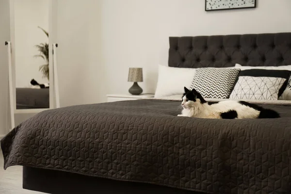 Leuke pluizige kat op bed binnen. Moderne kamer interieur — Stockfoto