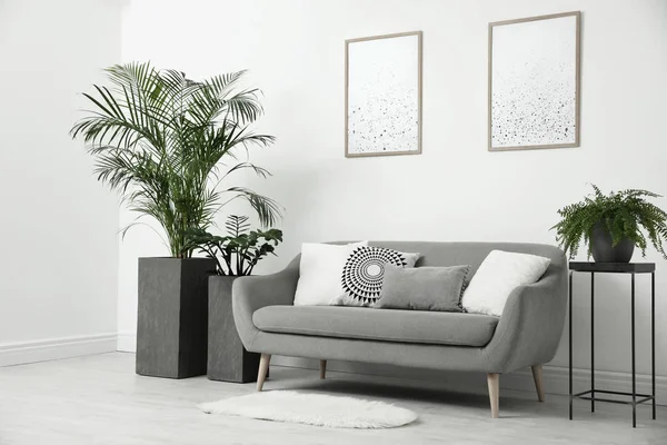 Prachtige Potplanten Moderne Woonkamer — Stockfoto