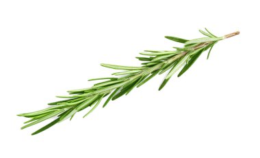Taze yeşil biberiye beyazda izole edilmiş. Aromatik bitki