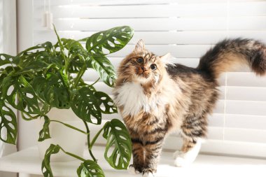 Evdeki pencere pervazında sevimli kedi ve bitkiler