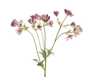 Güzel pembe astrantia çiçekleri beyaza izole edilmiş.