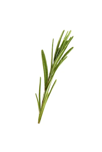 Verse groene rozemarijn geïsoleerd op wit. Aromatische kruid — Stockfoto