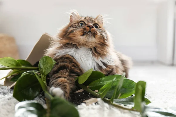 Cat Overturned Houseplant Light Carpet Home — 스톡 사진