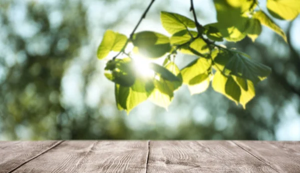 Ramas de árboles con hojas verdes en un día soleado — Foto de Stock