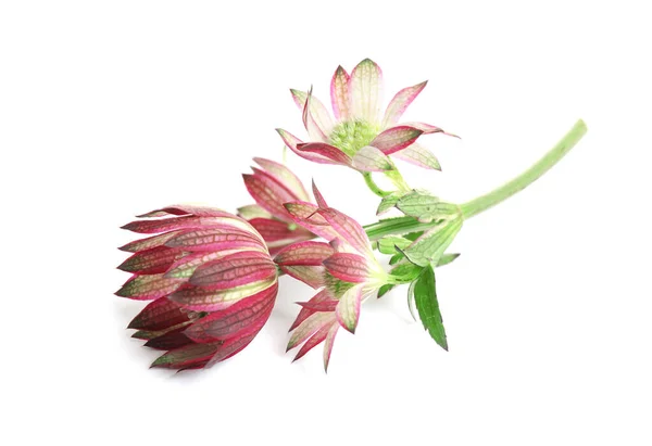 Beautiful Fresh Pink Astrantia Flowers Isolated White — 스톡 사진