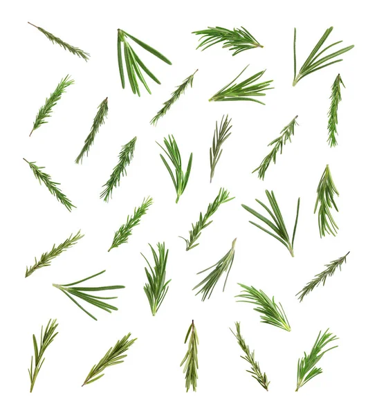Set Frischer Grüner Rosmarin Auf Weißem Hintergrund — Stockfoto