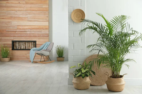 Houseplants in wicker pots on floor indoors. Interior design — 스톡 사진