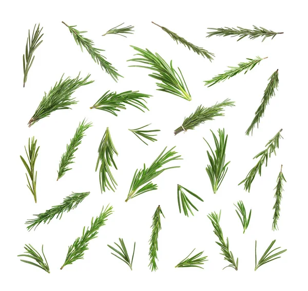 Set Fresh Green Rosemary White Background — 스톡 사진