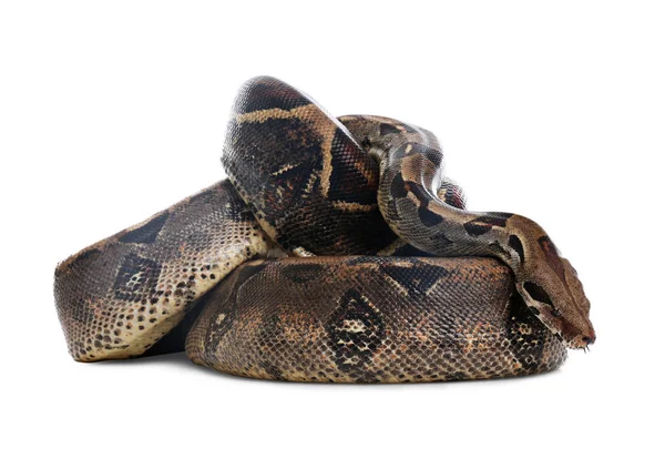 Barna boa constrictor fehér háttérrel. Egzotikus kígyó — Stock Fotó