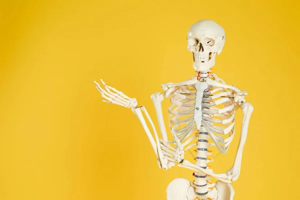 Modell Eines Künstlichen Menschlichen Skeletts Auf Gelbem Hintergrund Raum Für — Stockfoto