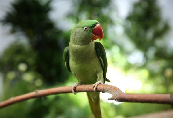 Vackra Alexandrine Parakeet Träd Gren Utomhus — Stockfoto