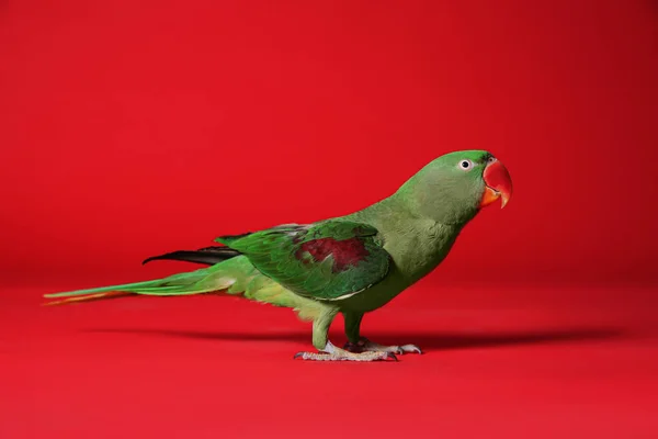 Gyönyörű Zöld Alexandrine Parakeet Piros Háttér — Stock Fotó