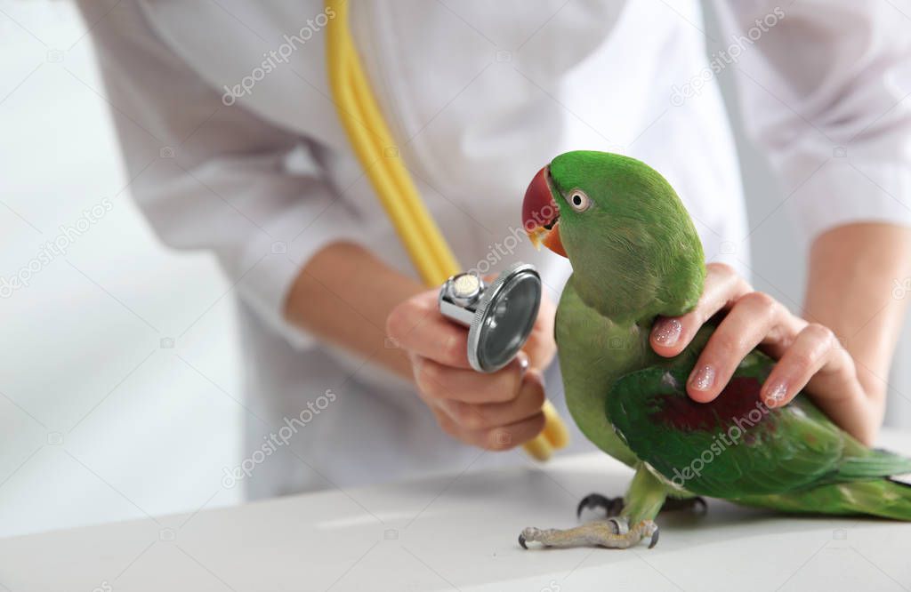 Veterinarian examining Alexandrine parakeet in clinic, closeup