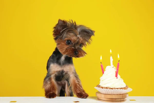 Cão Terrier Bonito Yorkshire Com Cupcake Aniversário Mesa Contra Fundo — Fotografia de Stock