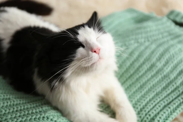 Leuke Kat Ontspannen Groen Gebreide Stof Heerlijk Huisdier — Stockfoto