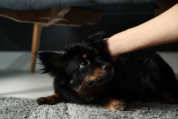 Woman Hurting Dog Home Closeup Domestic Violence Pets — Stock Photo, Image