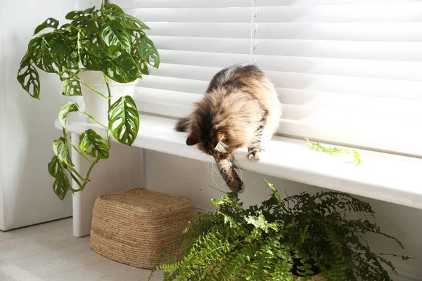 Αξιολάτρευτο Παιχνίδι Γάτα Φυτό Στο Περβάζι Παράθυρο Στο Σπίτι — Φωτογραφία Αρχείου