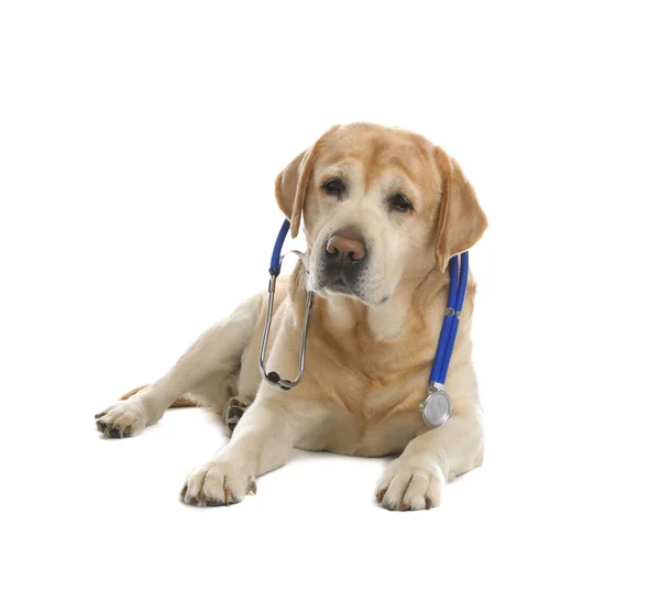 Roztomilý Labrador Pes Stetoskopem Jako Veterinární Lékař Bílém Pozadí — Stock fotografie
