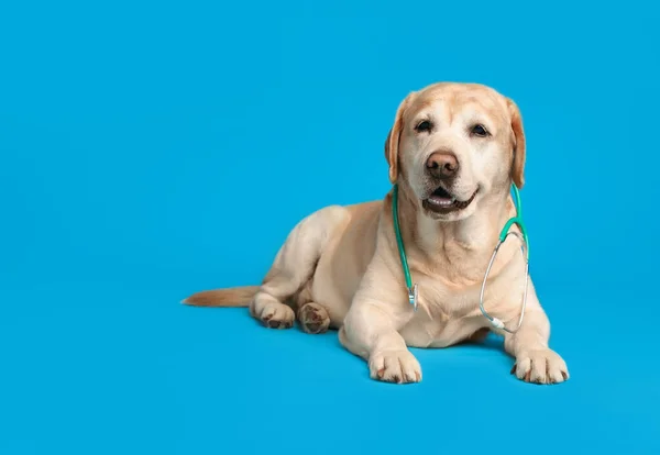 可愛いですラブラドール犬で聴診器として獣医師のためのライトブルーの背景 — ストック写真