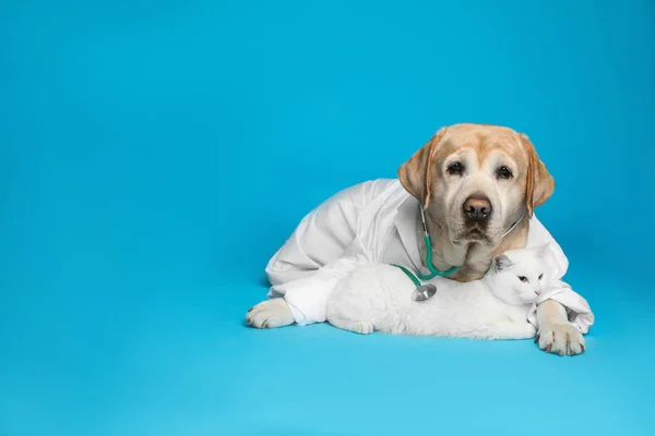 Carino Cane Labrador Uniforme Con Stetoscopio Come Veterinario Gatto Sfondo — Foto Stock