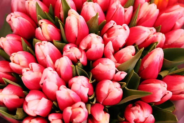 Belles Tulipes Fraîches Comme Fond Gros Plan Décor Floral — Photo