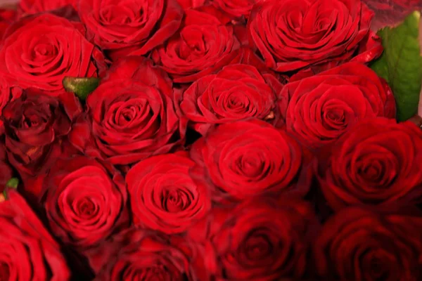 Beautiful Red Roses Background Closeup Floral Decor — 스톡 사진