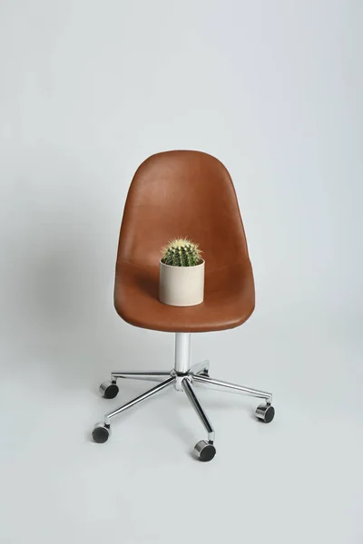 Chair Cactus White Background Hemorrhoids Concept — Stockfoto