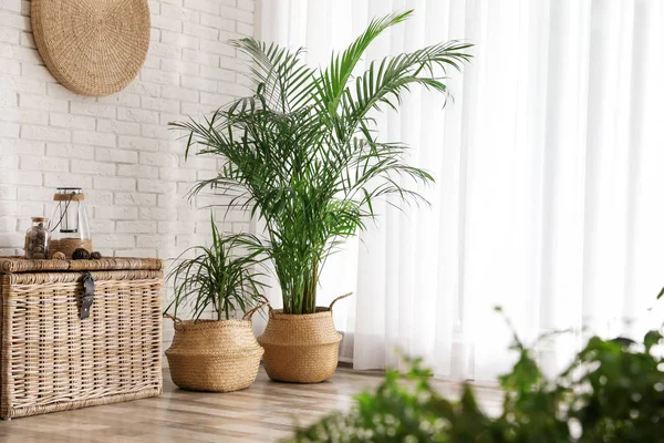 Belles plantes vertes en pot dans l'intérieur de la chambre élégante — Photo