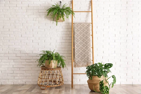 Beautiful green potted plants in stylish room interior — 스톡 사진