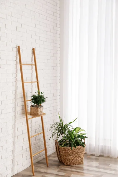 Красивые зеленые растения в стильном интерьере номера — стоковое фото