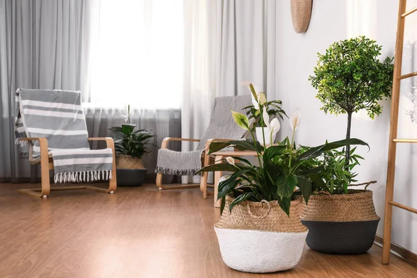 Indah Pot Tanaman Stylish Interior Kamar Rancangan Elemen — Stok Foto