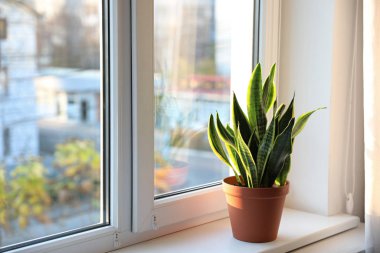 Evdeki pencere pervazına Sansevieria bitkisi yerleştirdim. Metin için boşluk