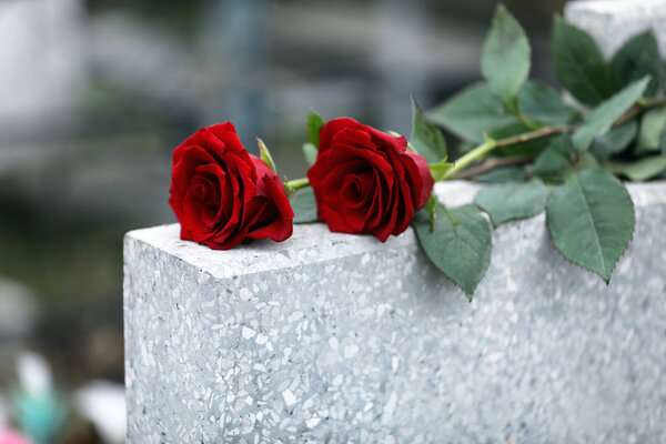 Red roses on light grey tombstone outdoors. Funeral ceremony
