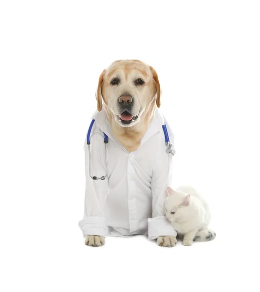 Carino Cane Labrador Uniforme Con Stetoscopio Come Veterinario Gatto Sfondo — Foto Stock