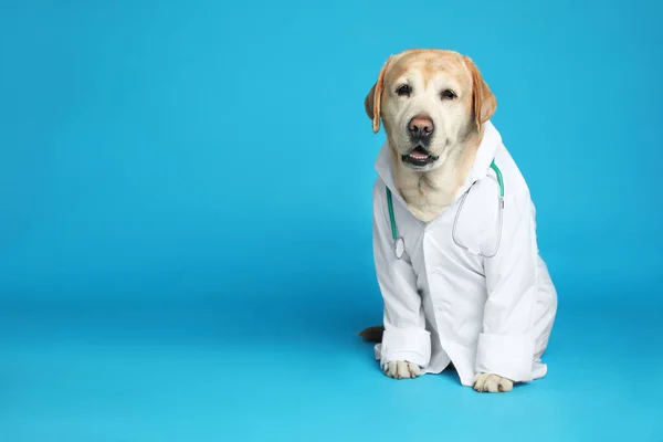 Roztomilý Labrador Pes Uniformě Stetoskopem Jako Veterinární Lékař Světle Modrém — Stock fotografie