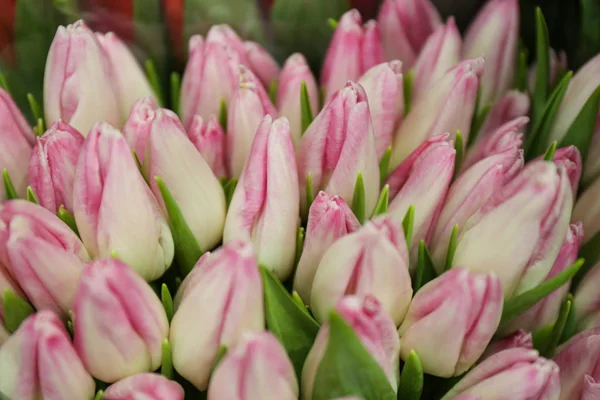 Bouquet Frais Belles Fleurs Tulipes Gros Plan — Photo