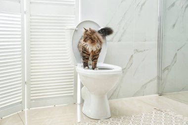 Tuvaletteki sevimli kedi.