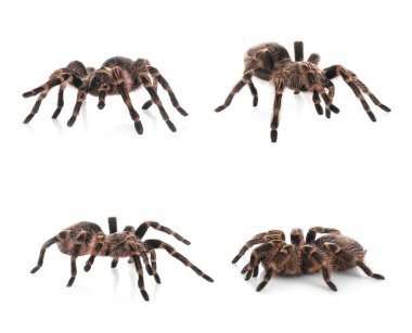 Beyaz zemin üzerinde çizgili diz tarantula kolajı (Aphonopelma seems anni)