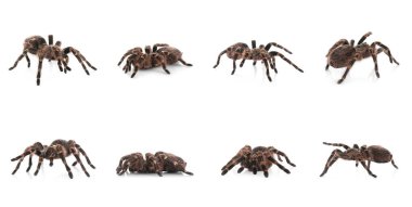 Beyaz zemin üzerinde çizgili diz tarantula kolajı (Aphonopelma seems anni)
