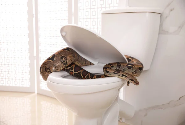 Snake in toilet Stock Photos, Royalty Free Snake in toilet Images
