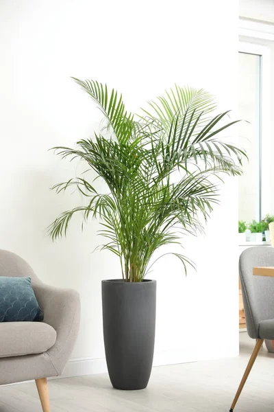 Beautiful Potted Palm Modern Living Room — Stock Photo, Image