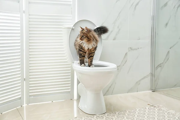 Χαριτωμένη Γάτα Λεκάνη Τουαλέτας Στο Μπάνιο — Φωτογραφία Αρχείου