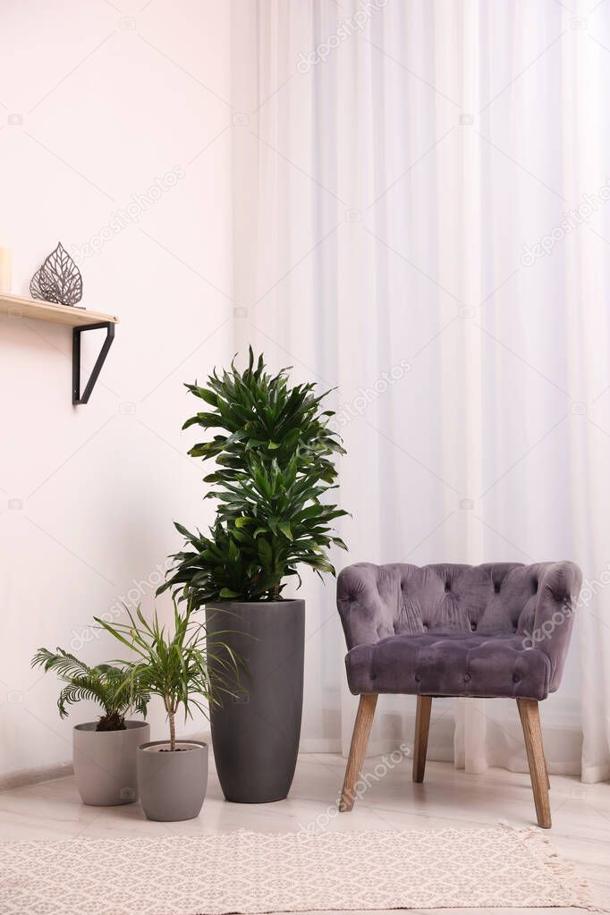 Stylish room interior with beautiful plants and comfortable armchair