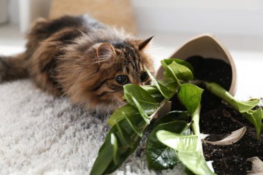 Kedi, evdeki hafif halıda neredeyse devrilmiş vaziyette.